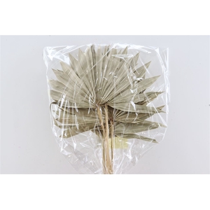 Dried Palm Sun 6pc Natural Bunch