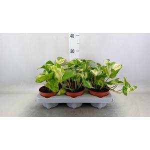 Epipremnum   ...