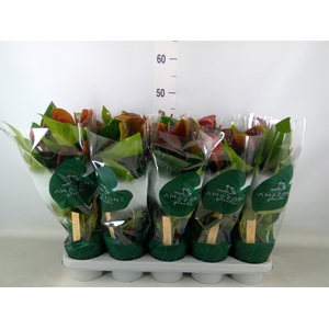Anthurium andr. 'Essencia'