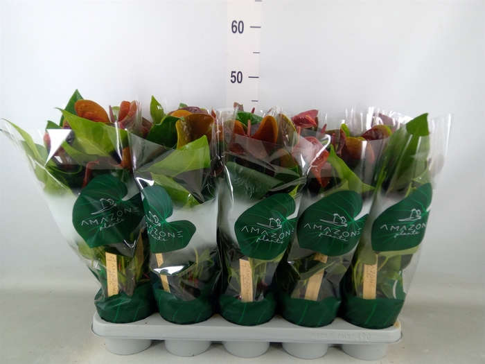 <h4>Anthurium andr. 'Essencia'</h4>