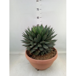Agave   ...