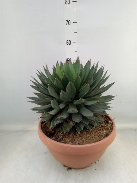 <h4>Agave   ...</h4>