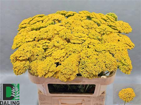 <h4>Achil F Park Variety</h4>