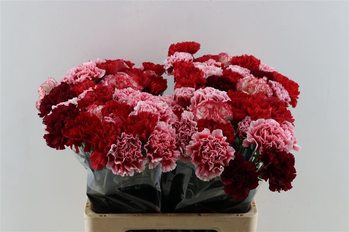 <h4>Di St Mix Red</h4>