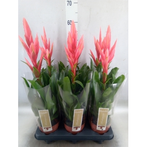 Tillandsia  'Ziva'