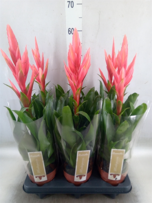 <h4>Tillandsia  'Ziva'</h4>