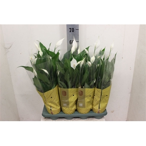 Spathiphyllum 'Sweet Chico'