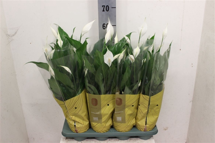 <h4>Spathiphyllum 'Sweet Chico'</h4>