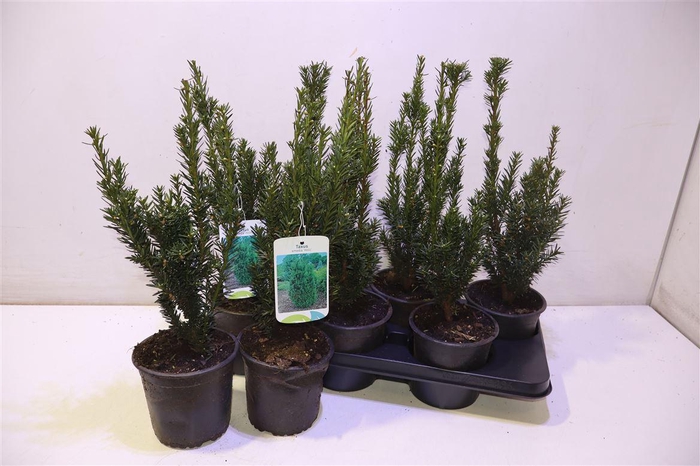 <h4>Taxus M Hillii</h4>