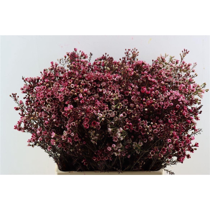 <h4>Chame Rood Opgetrokken</h4>