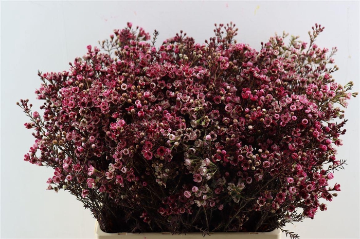 Chame Rood Opgetrokken