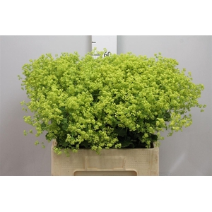 Alchem M Robustica