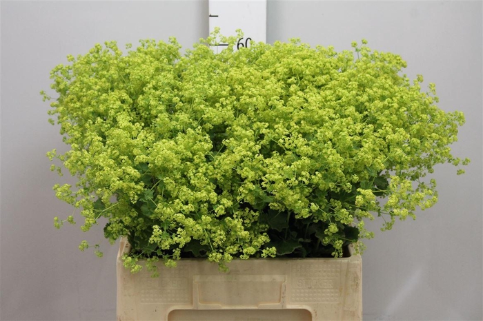 <h4>Alchem M Robustica</h4>