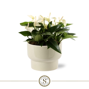 Athene Keramiek Taupe - White