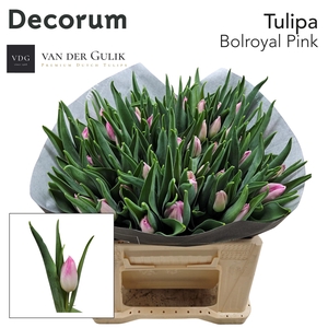 Tu En Bolroyal Pink 1 X 50 Klok 1