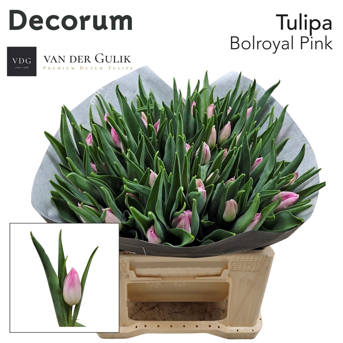 <h4>TU EN BOLROYAL PINK 1 x 50 klok 1</h4>