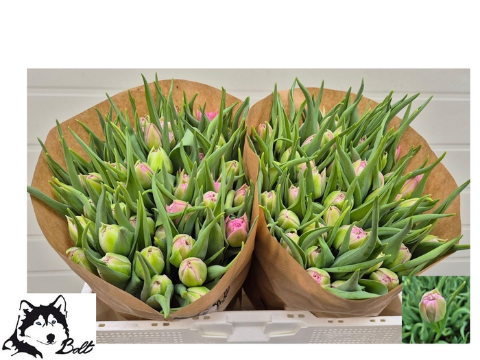 <h4>TU DU DRESSING</h4>