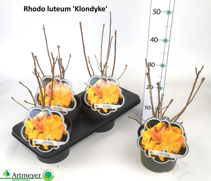 <h4>RHOD LUTEUM</h4>