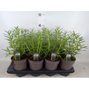 Rosmarinus officinalis   ...