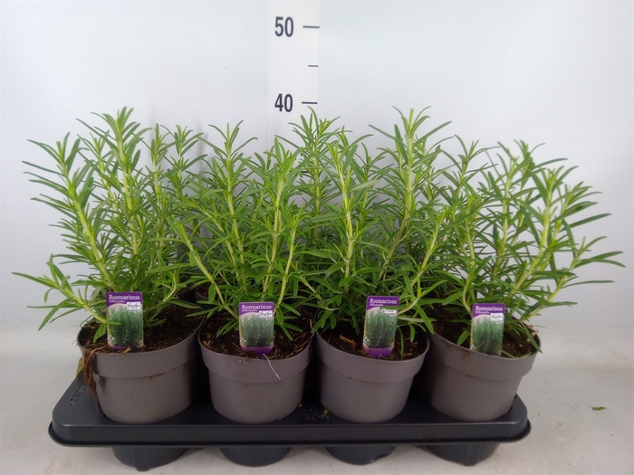 <h4>Rosmarinus officinalis   ...</h4>