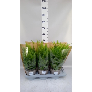 Nephrolepis exal. 'Sonata'