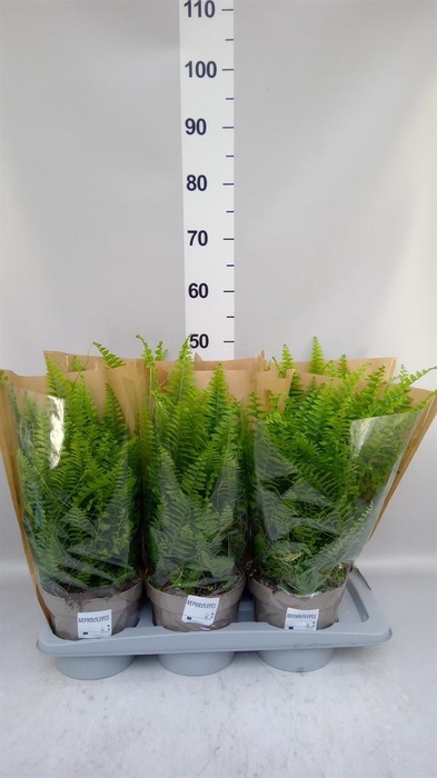 <h4>Nephrolepis exal. 'Sonata'</h4>
