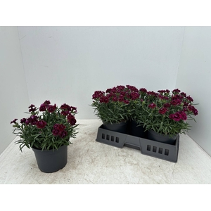 DIAN OSC PURPLE WING