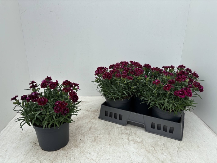 <h4>DIAN OSC PURPLE WING</h4>
