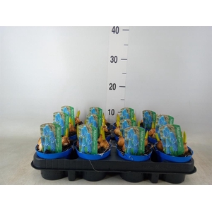 Muscari  'Magic Blue'