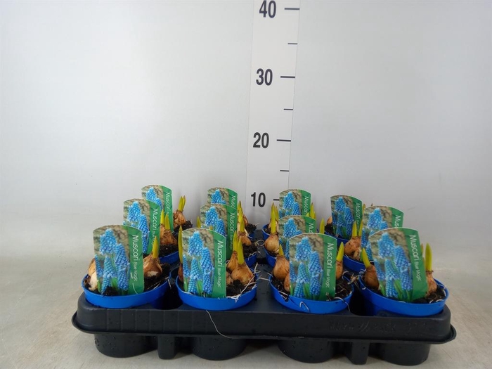 <h4>Muscari  'Magic Blue'</h4>