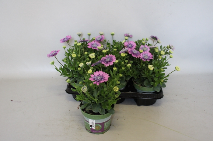 <h4>Osteospernum Double Rose</h4>