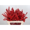 Ilex Rood