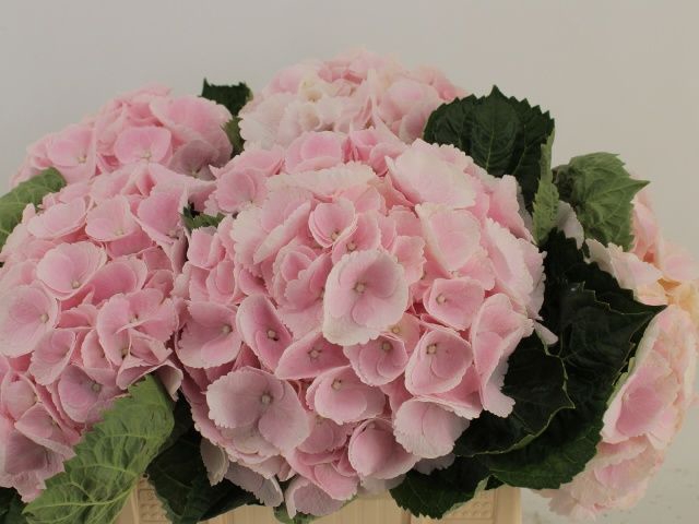 <h4>HYDR M CH VERENA</h4>