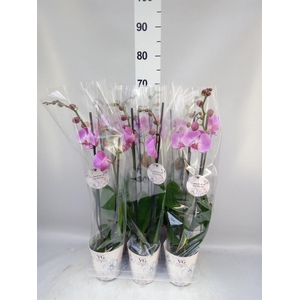 Phalaenopsis   ...
