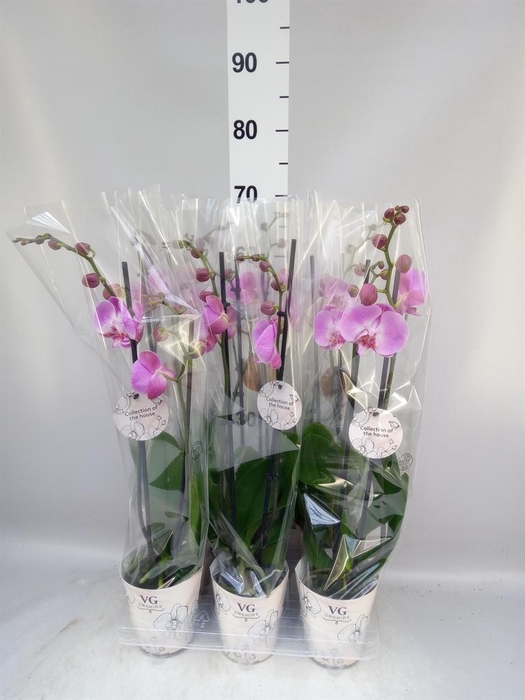 <h4>Phalaenopsis   ...</h4>