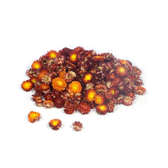 <h4>Helichrysum Heads Kg Natural Red</h4>