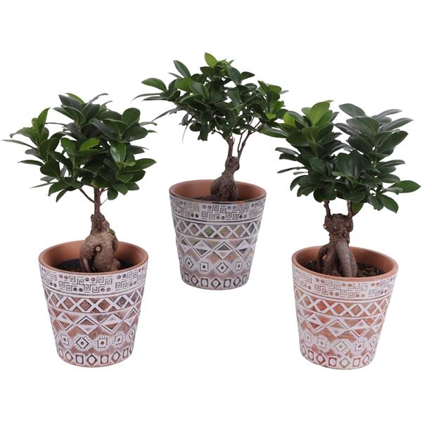 <h4>Ficus m. Ginseng Ball Shape Ø12cm in Ø14cm Ceramic Pot Maya</h4>