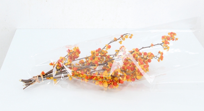 <h4>CELAS SC NICO BES 20CM EXTRA</h4>