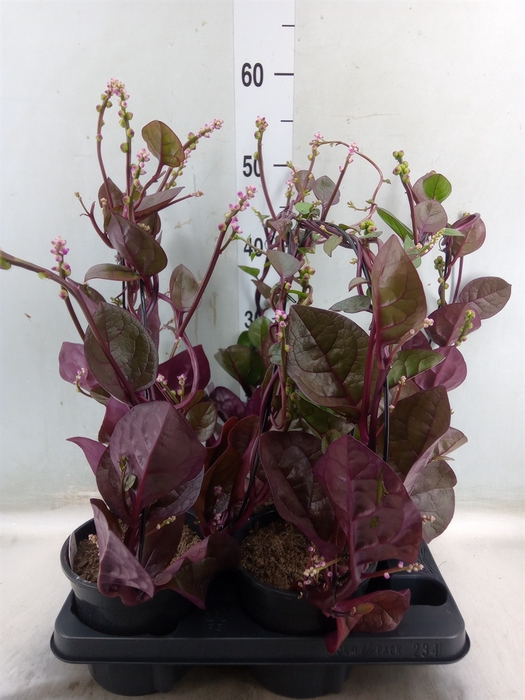 <h4>Basella alba 'Rosebud'</h4>