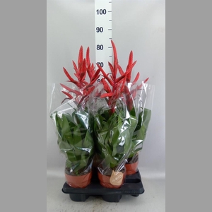 Tillandsia  ...mix