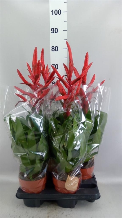 <h4>Tillandsia  ...mix</h4>