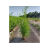Phyllostachys bissetii