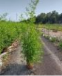 Phyllostachys bissetii