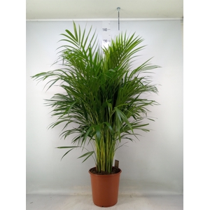 Dypsis lutescens   ...Chrysalidoca