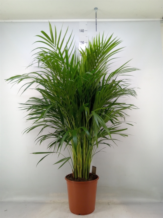 <h4>Dypsis lutescens   ...Chrysalidoca</h4>