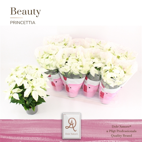 <h4>Princettia Pure White P12 Dolc'Amore®</h4>