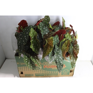 BEGONIA MACULATA P15 PO