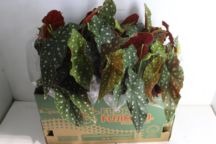 <h4>BEGONIA MACULATA P15 PO</h4>