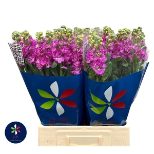 MATTH IRON DEEP PINK