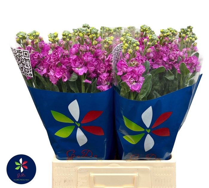 <h4>MATTH IRON DEEP PINK</h4>